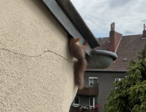 Dortmunder-News